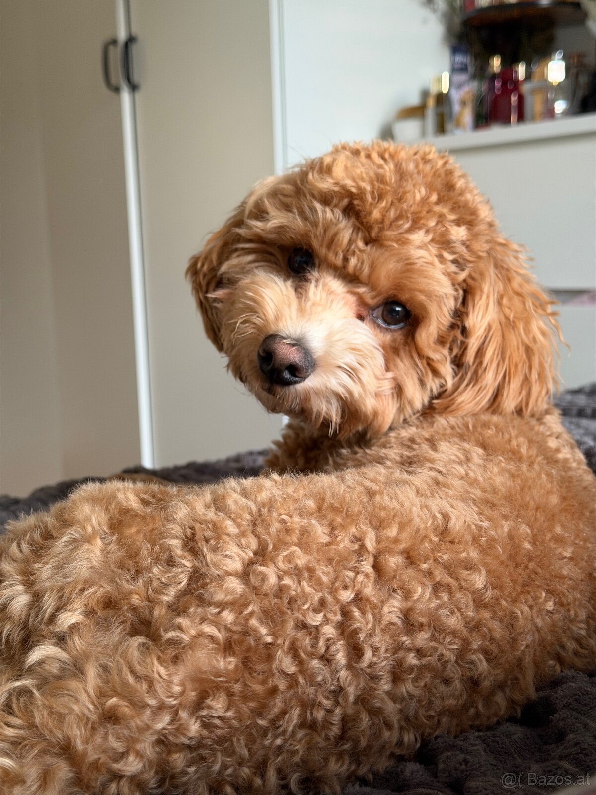 🐶 Maltipoo Welpe sucht liebevolles Zuhause - 4