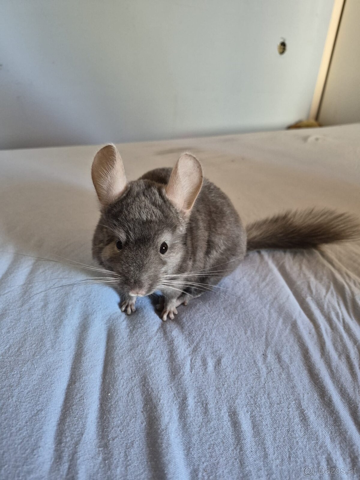 Neuer Futterspender für Chinchillas gesucht - 4