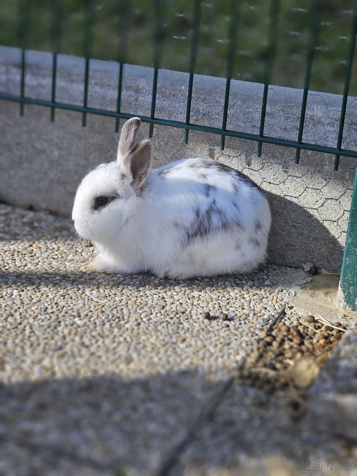Kaninchen - 4