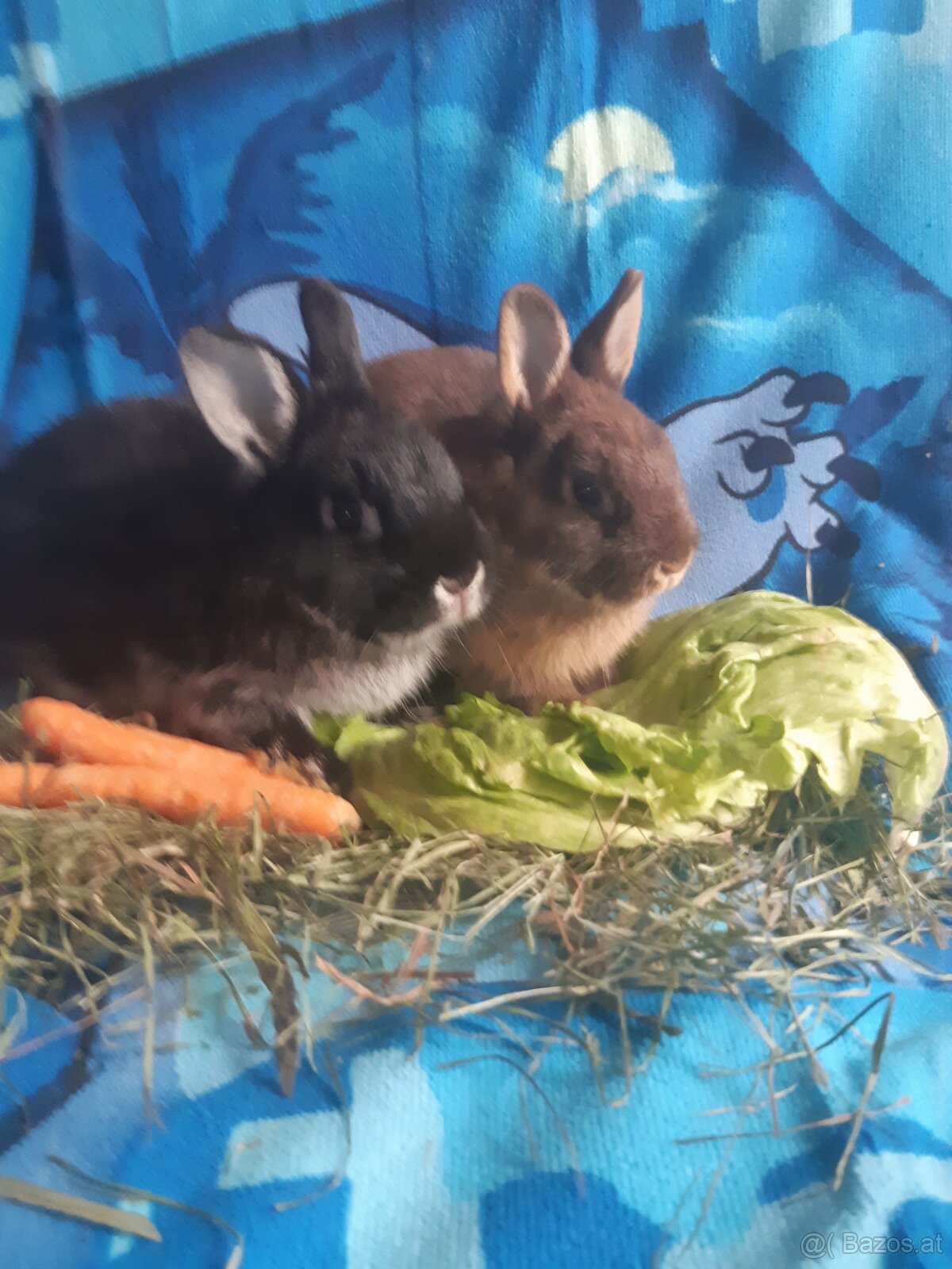 Zwergkaninchen Babys zu vergeben - 4