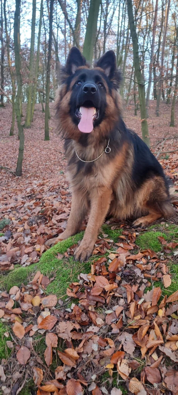 Langhaariger Deutscher Schäferhund mit FCI-Stammbaum - 4