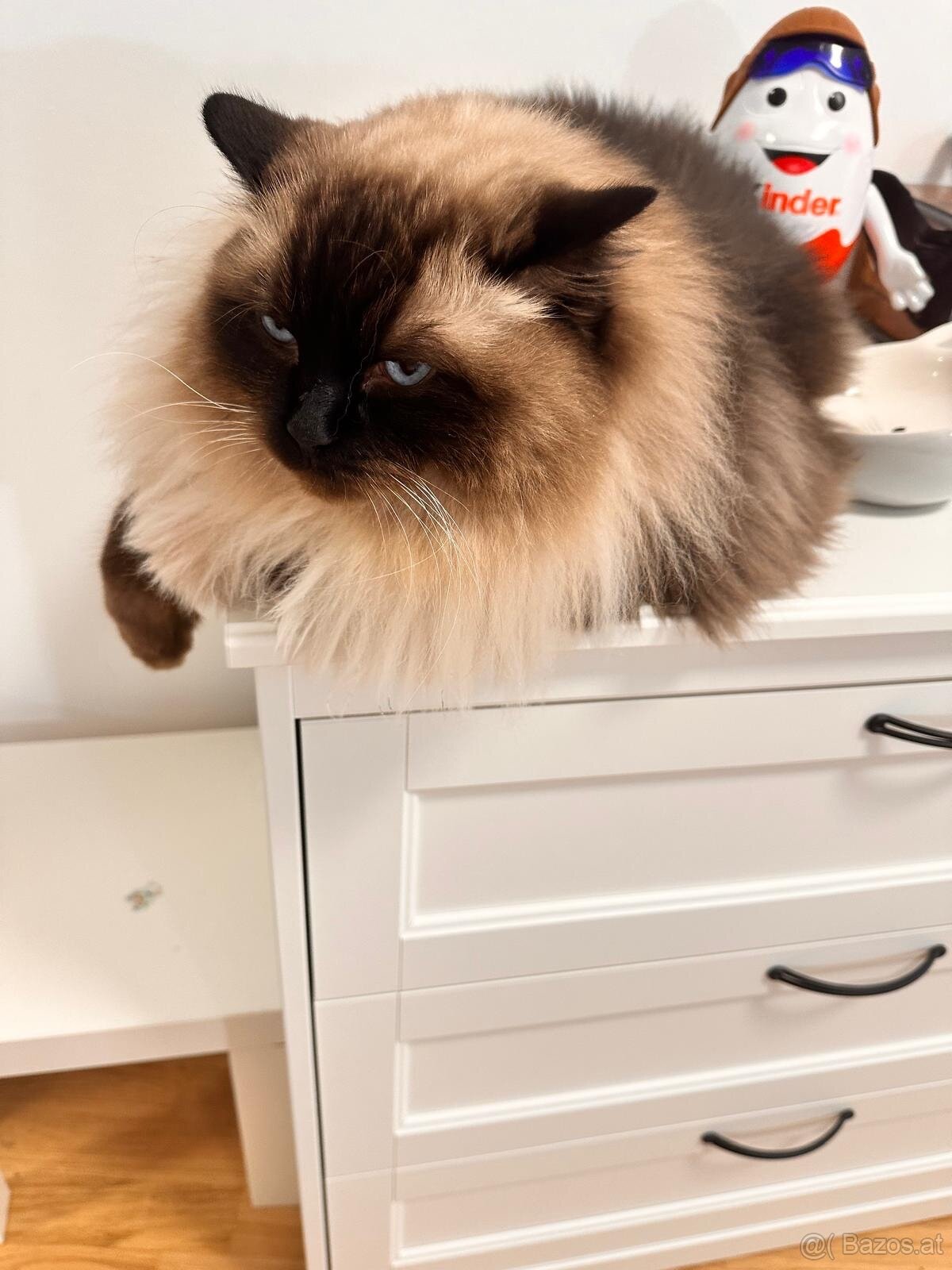Ragdoll Kater Harley - 4