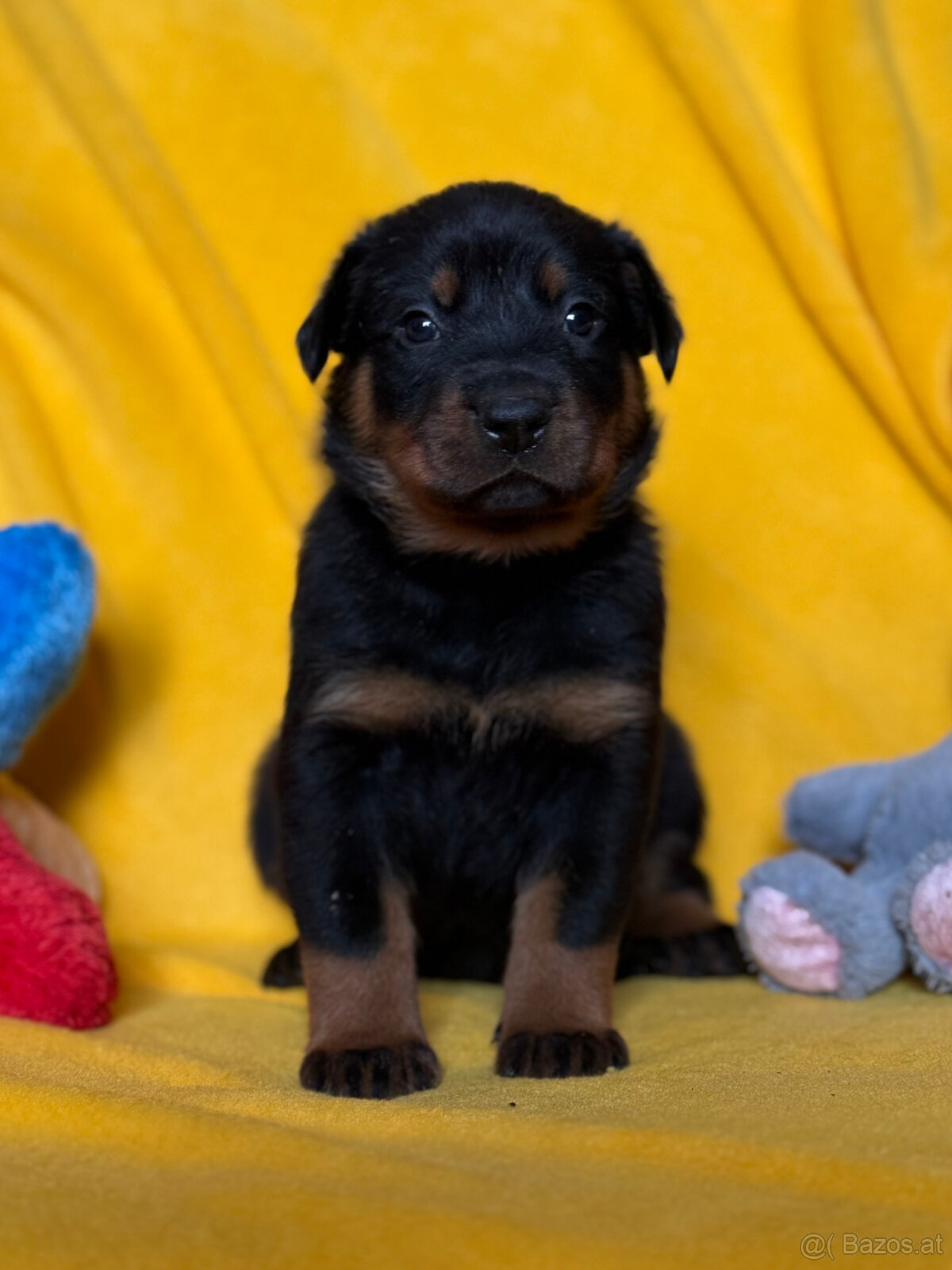 Beauceron-Welpen - 4