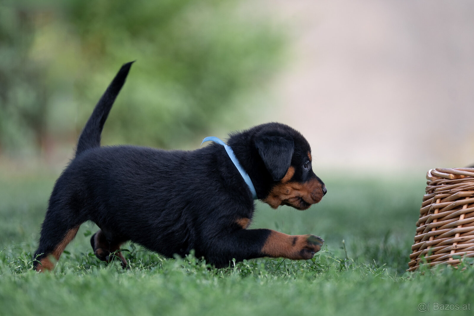 Beauceron-Welpen - 4