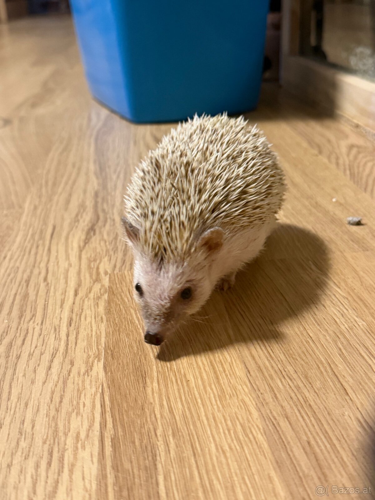Weißbauch Igel weiblich sechs Monate - 4