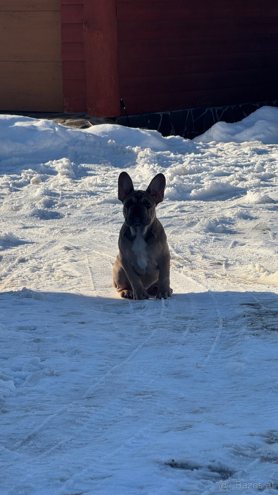 Französischen Bulldoggen Welpen mit Stammbaum - 4