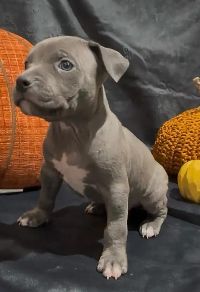American Pit-Terrier-Welpen - 4