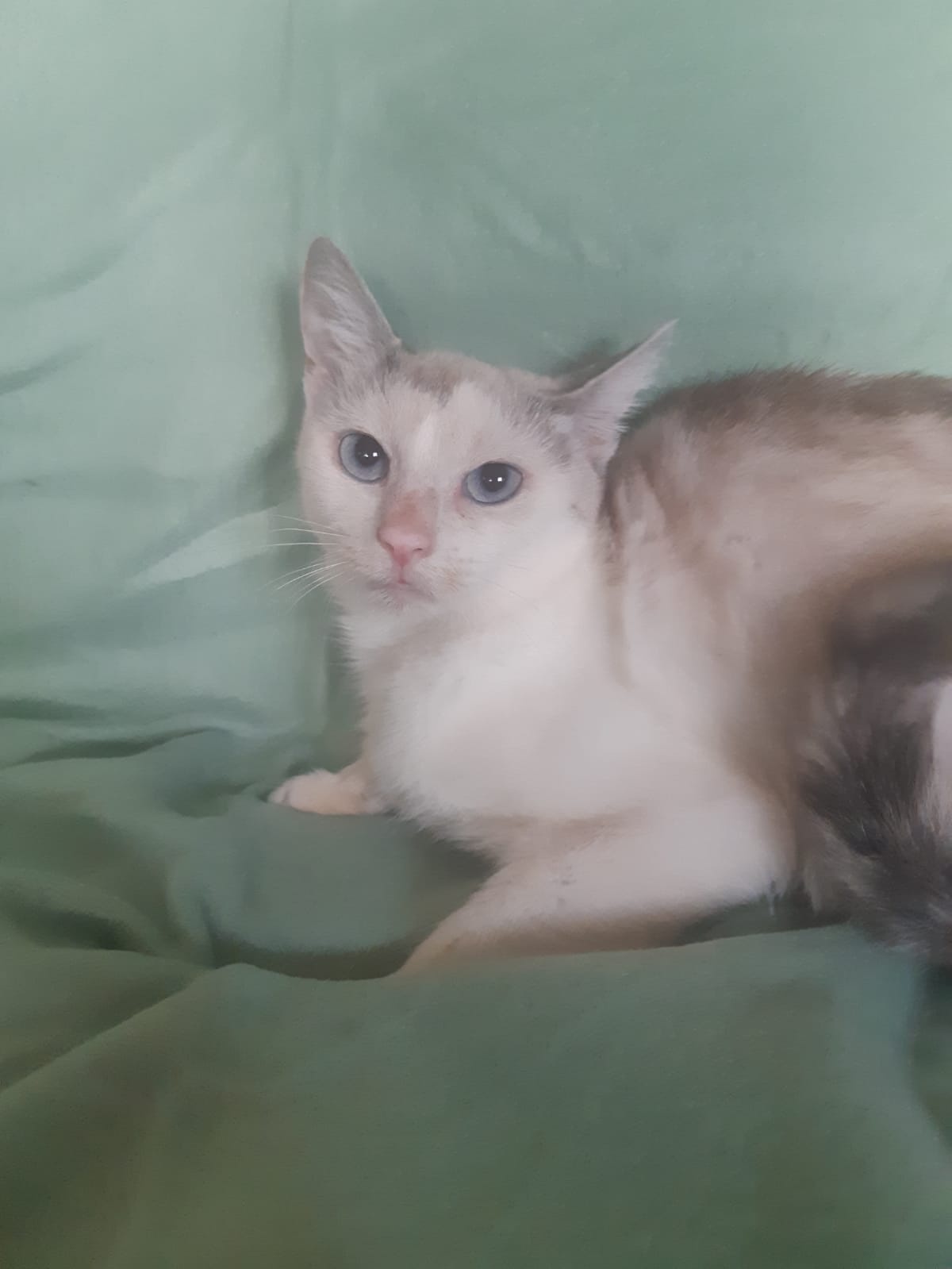 KATZE ,weiblich, geimpft,blaue Augen - 4
