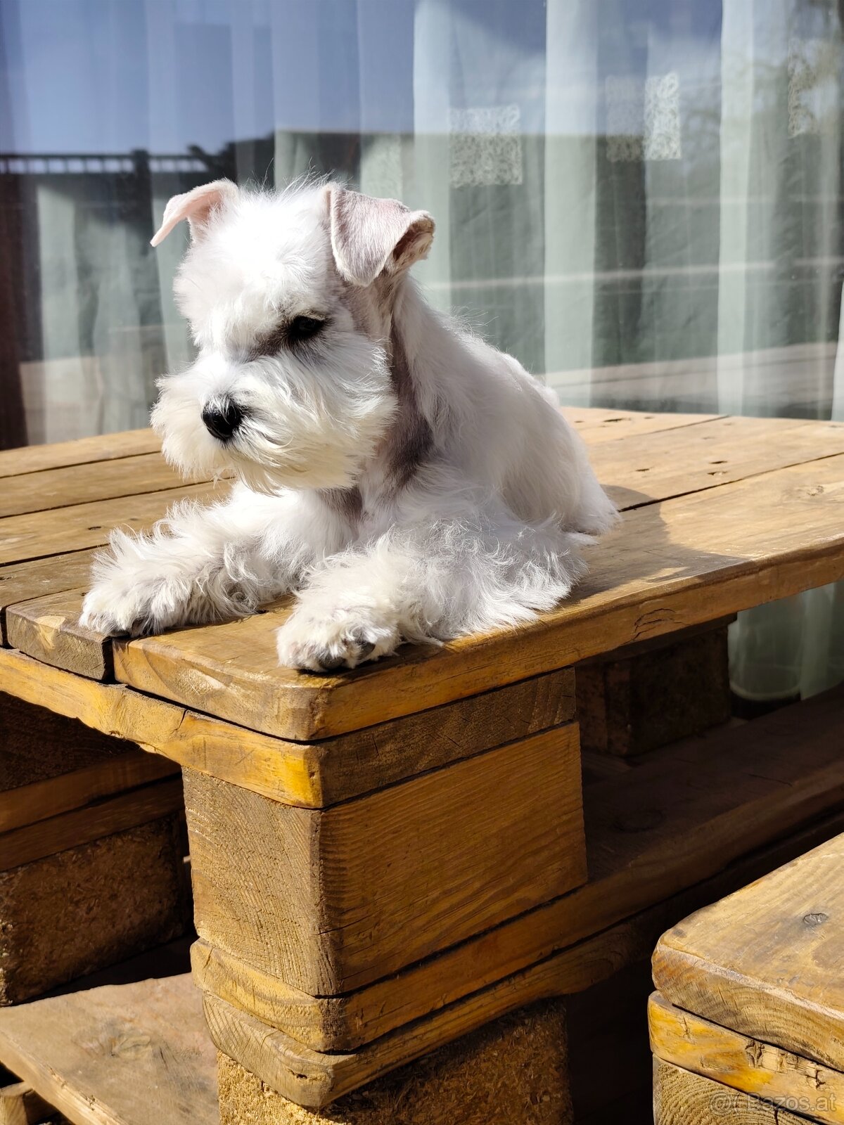 Schnauzer White miniatúrne - 4