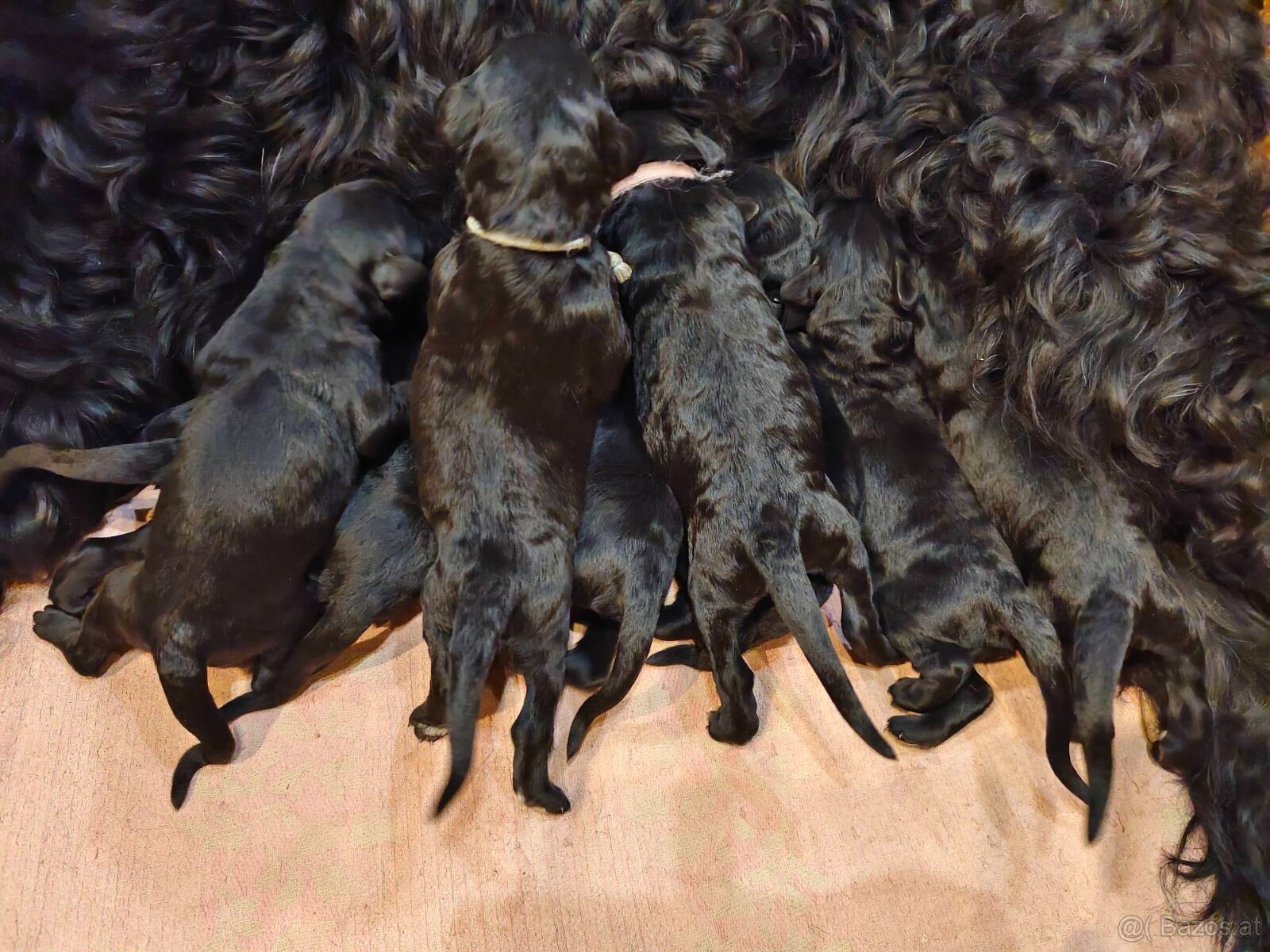 Schwarzer Russischer Terrier – liebevoll aufgezogene Welpen - 4