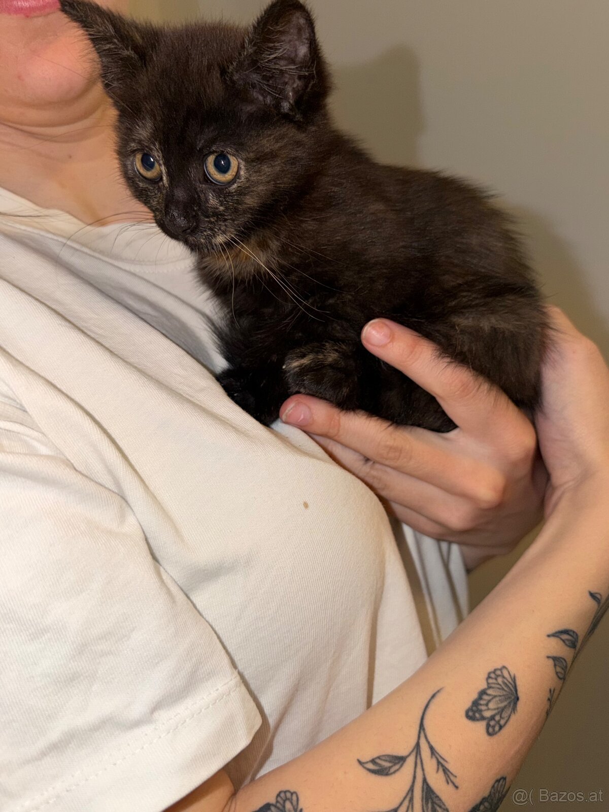 Babykatzen - 4