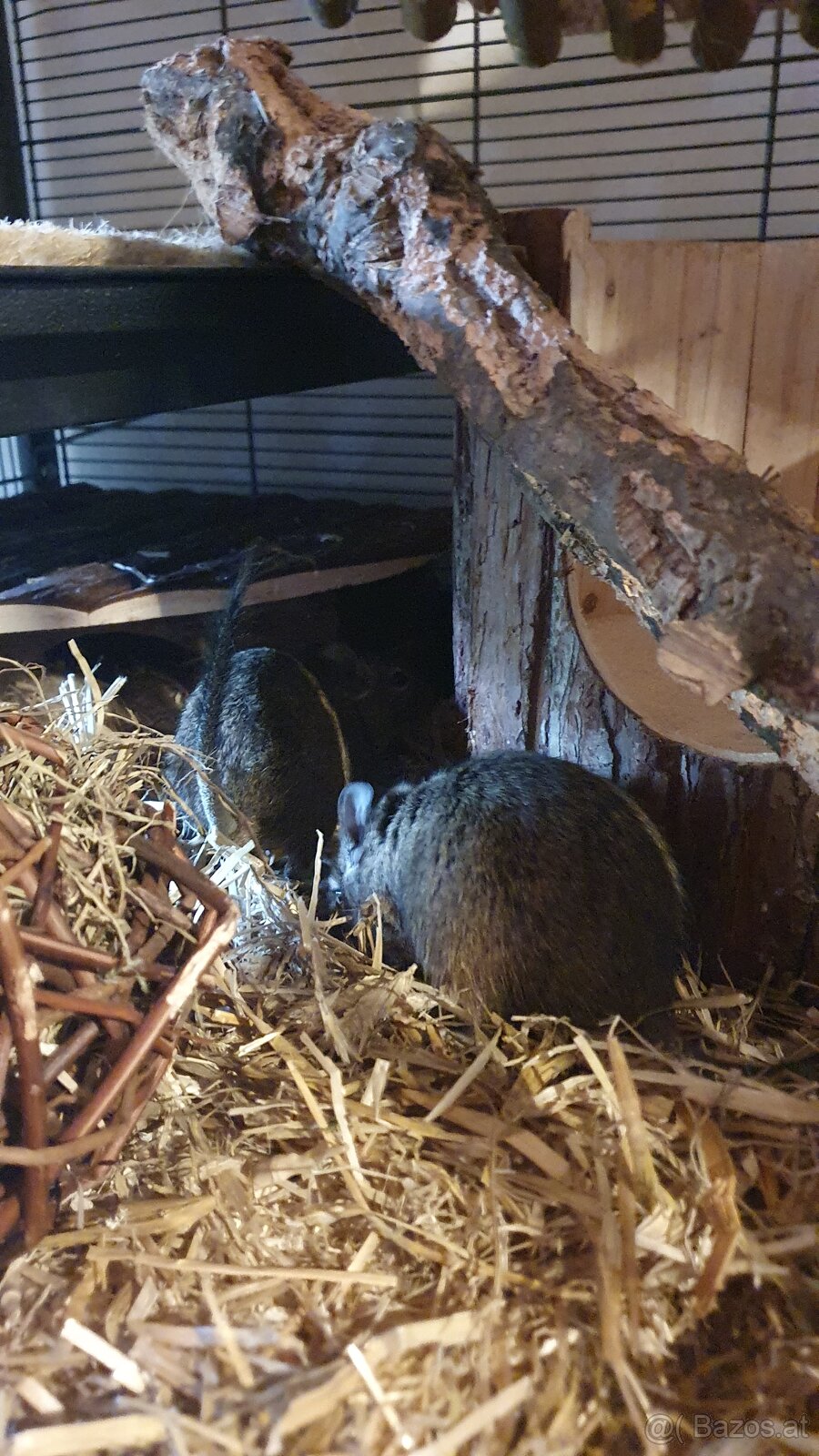 Degus 9 Monate alt mit Käfig und Zubehör - 4