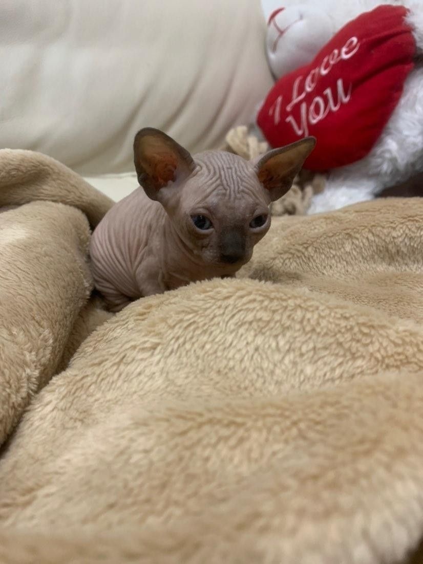 Sphynx-Kätzchen aus liebevoller Hausaufzucht suchen ein Zuha - 4