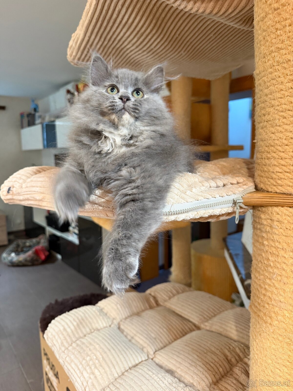 sibirische katze - 4