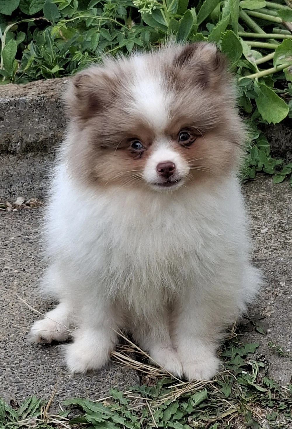 hübscher Pomchi Rüde mit toller Zeichnung abzugeben - 4