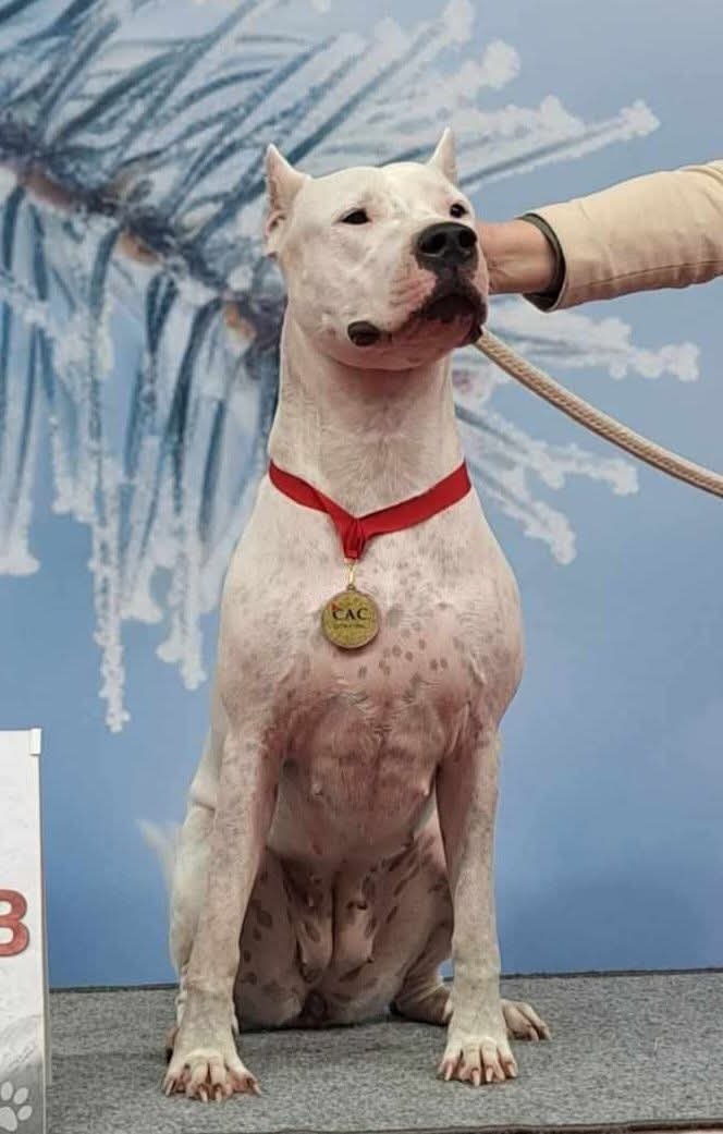 Dogo Argentino – wir nehmen Reservierungen für erstklas - 4