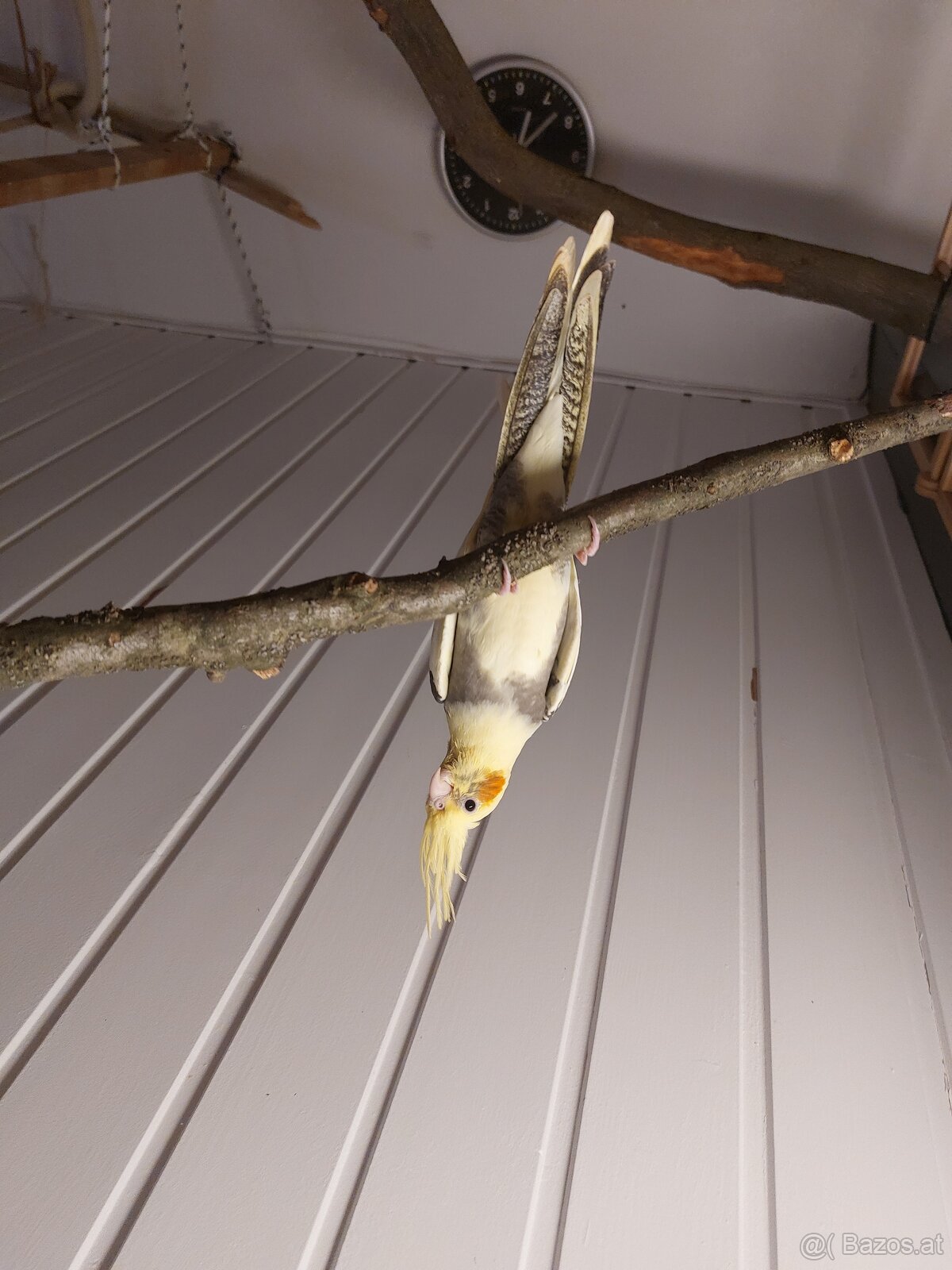 Gider heimo züchter - 4