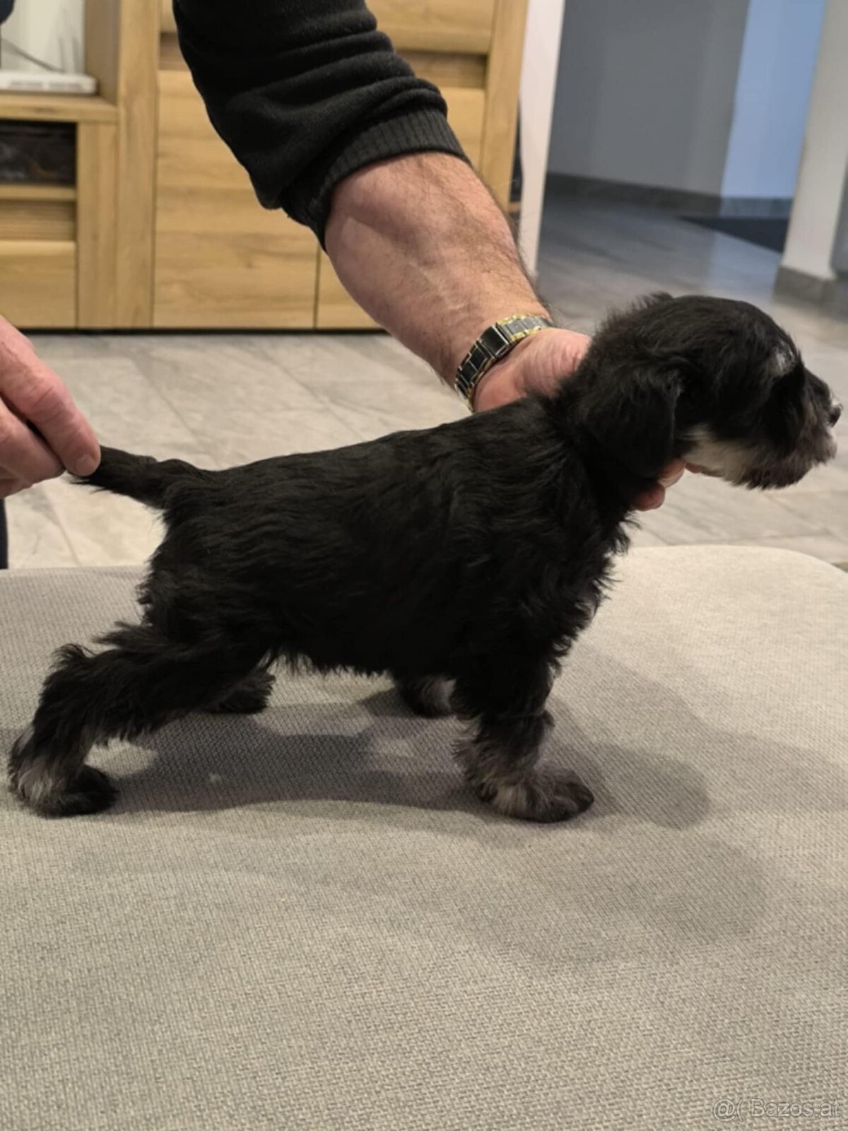 Zwergschnauzer Schwarz-Silber - 4