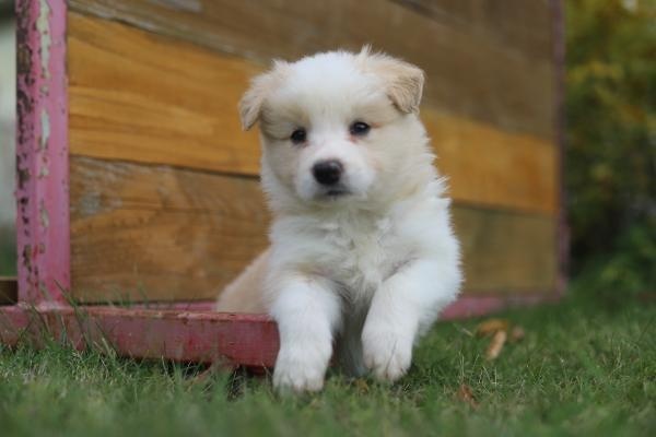 Puppy border collie - 4