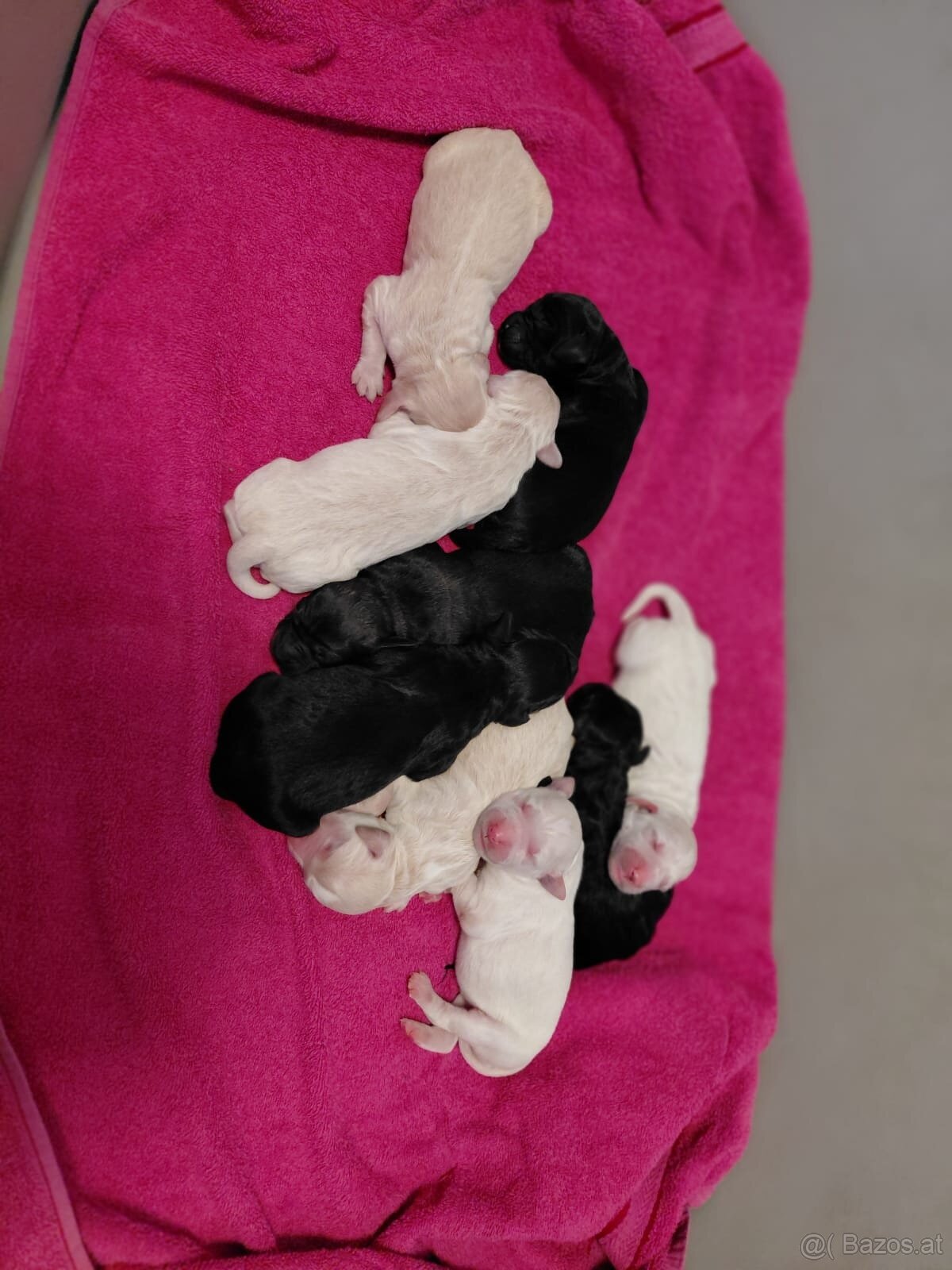 Goldendoodle - 4