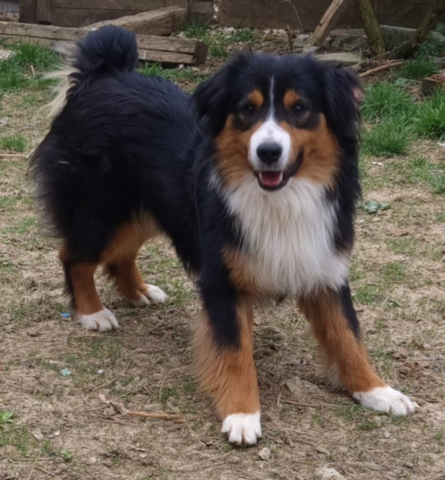 Miniatur amerikan shepherd - 4