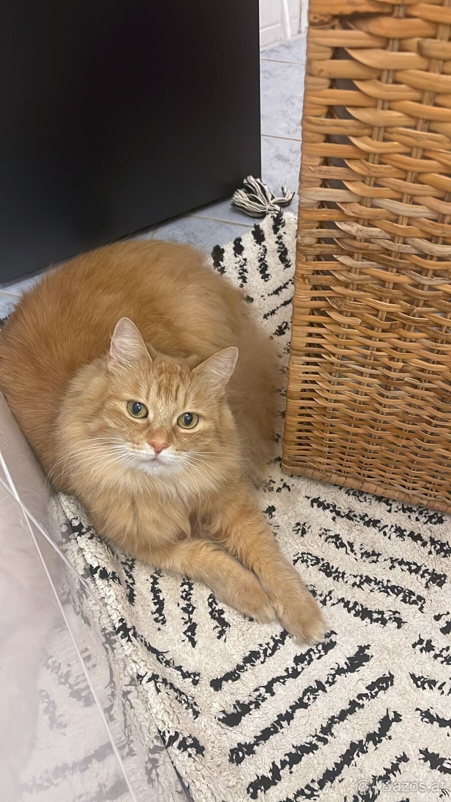 Herzenskatze (12) sucht stressfreien Altersruhesitz - 4