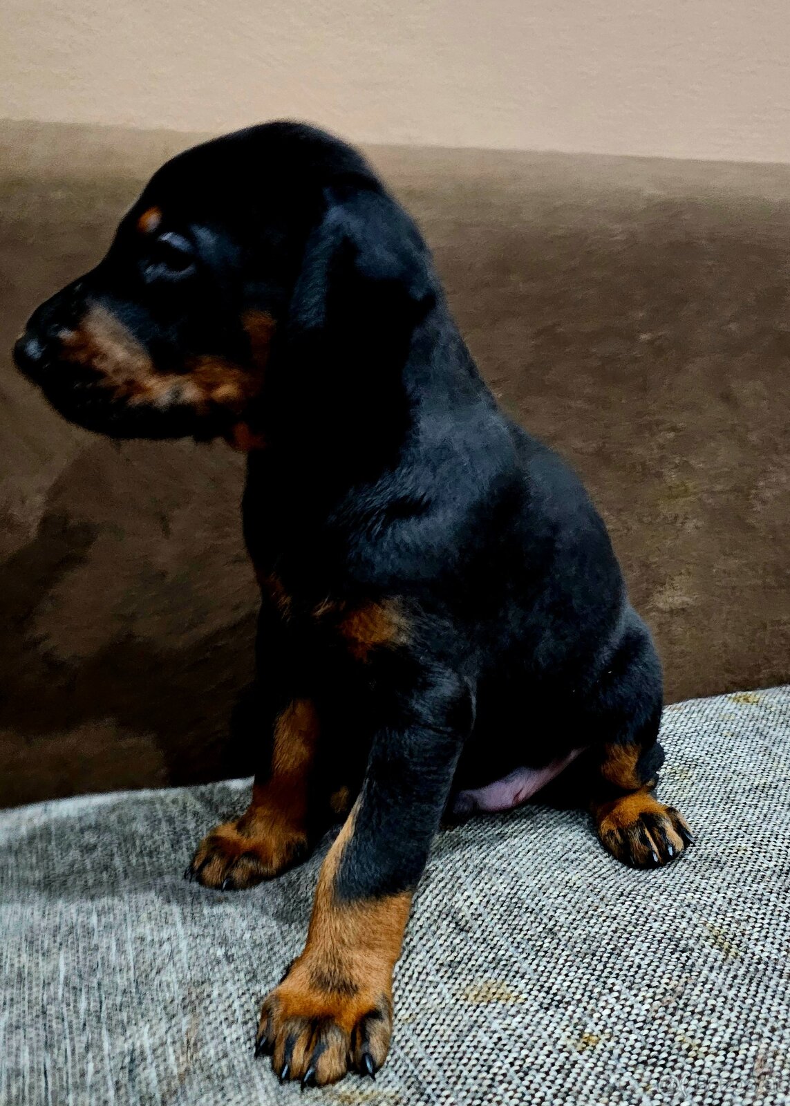 Doberman puppies zum werkaufen - 4