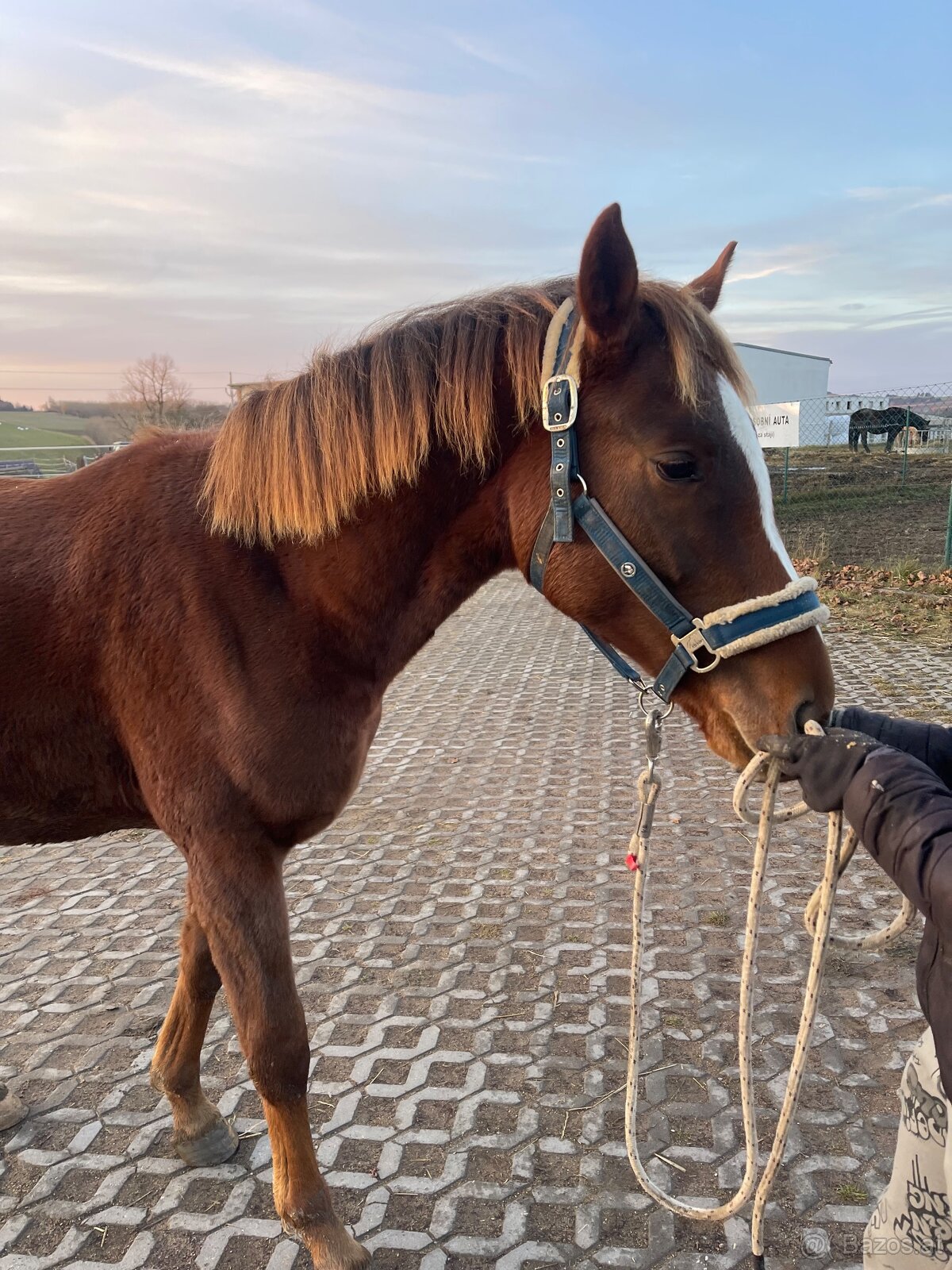 Hengst von Heartbreak ZH - 4