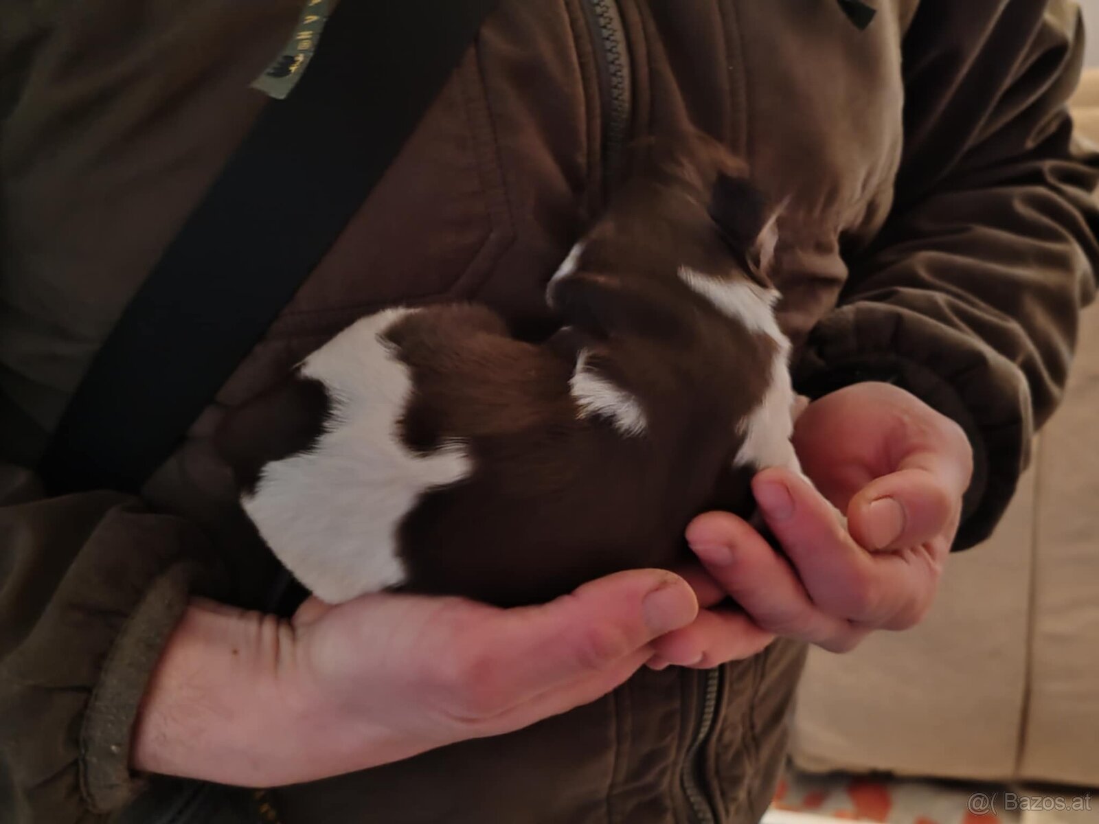 verkaufe kleine Münsterländer vorstehhund-Welpen - 4