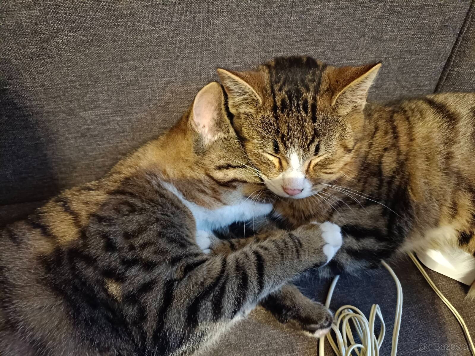 junge Katzen suchen dringend neues Zuhause - 4