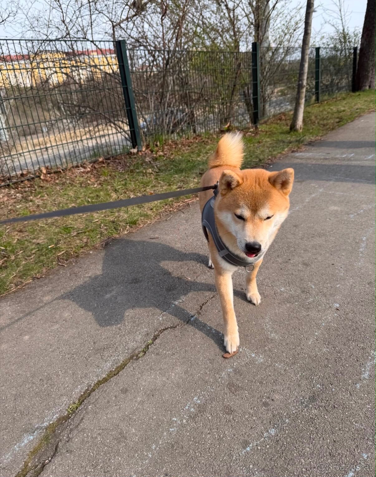 Wunderschöner Shiba Inu sucht liebevolles Zuhause 🐾 - 4