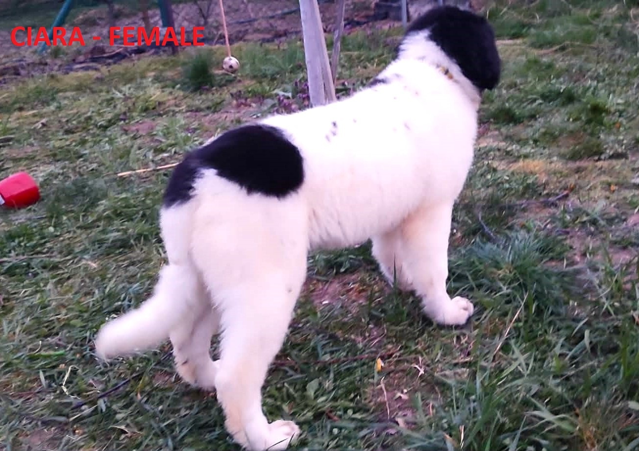 LANDSEER - 4