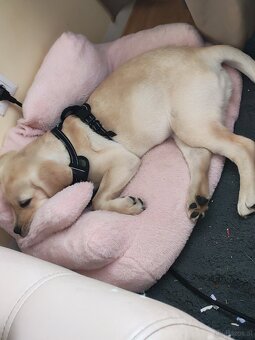 Labrador Welpe - 4