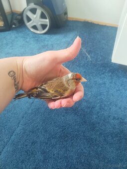 Stieglitzmischling - 4