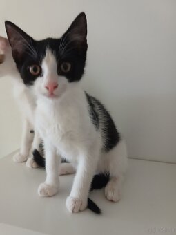 Hauskatze - 4
