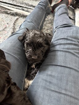 Portugiesische Wasserhundewelpen - 4