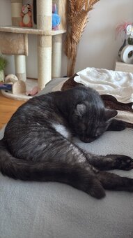 Deck Kater - 4