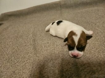 Jack Russell Terrier Welpen gew.13.04.2026 - 4