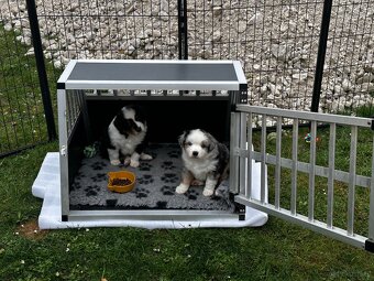 Miniature American Shepherd FCI - 4