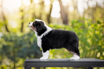 Miniature American Shepherd FCI - 4