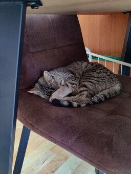 Katze zu vergeben - 4