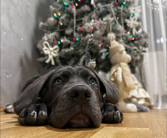 Cane corso - 4