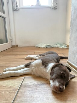 Beautiful Border Collie Puppy Ready to Join Your Family - 4