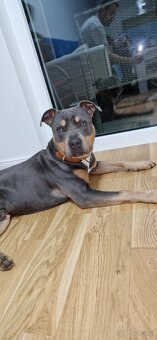 Hund/Staff - 4