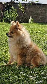 Männlicher Pomeranian-Welpe - 4