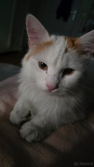 Kater Murzik sucht ein neues Zuhause - 4