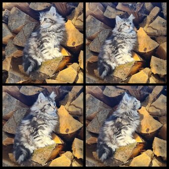 Maine Coon Kitten suchen Herzensplätze - 4