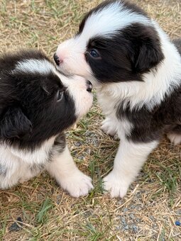 Border collie - 4