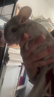 Chinchilla Mädchen zu vergeben - 4