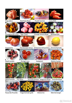 Extrem ausgefallene Chili und Tomaten Raritäten - 4